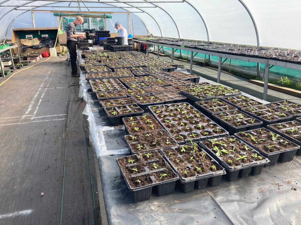 Wildflower seedlings in LCC poly tunnels