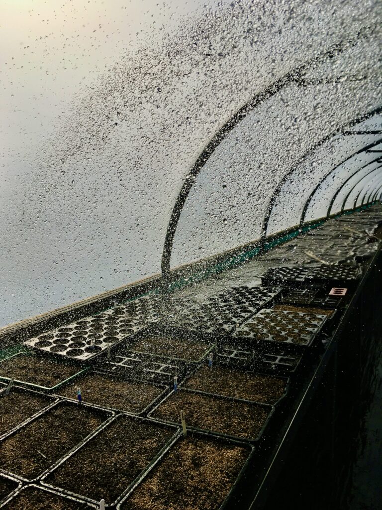 Watering the poly tunnels