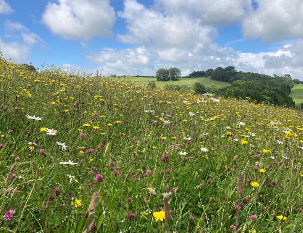 The meadow in June